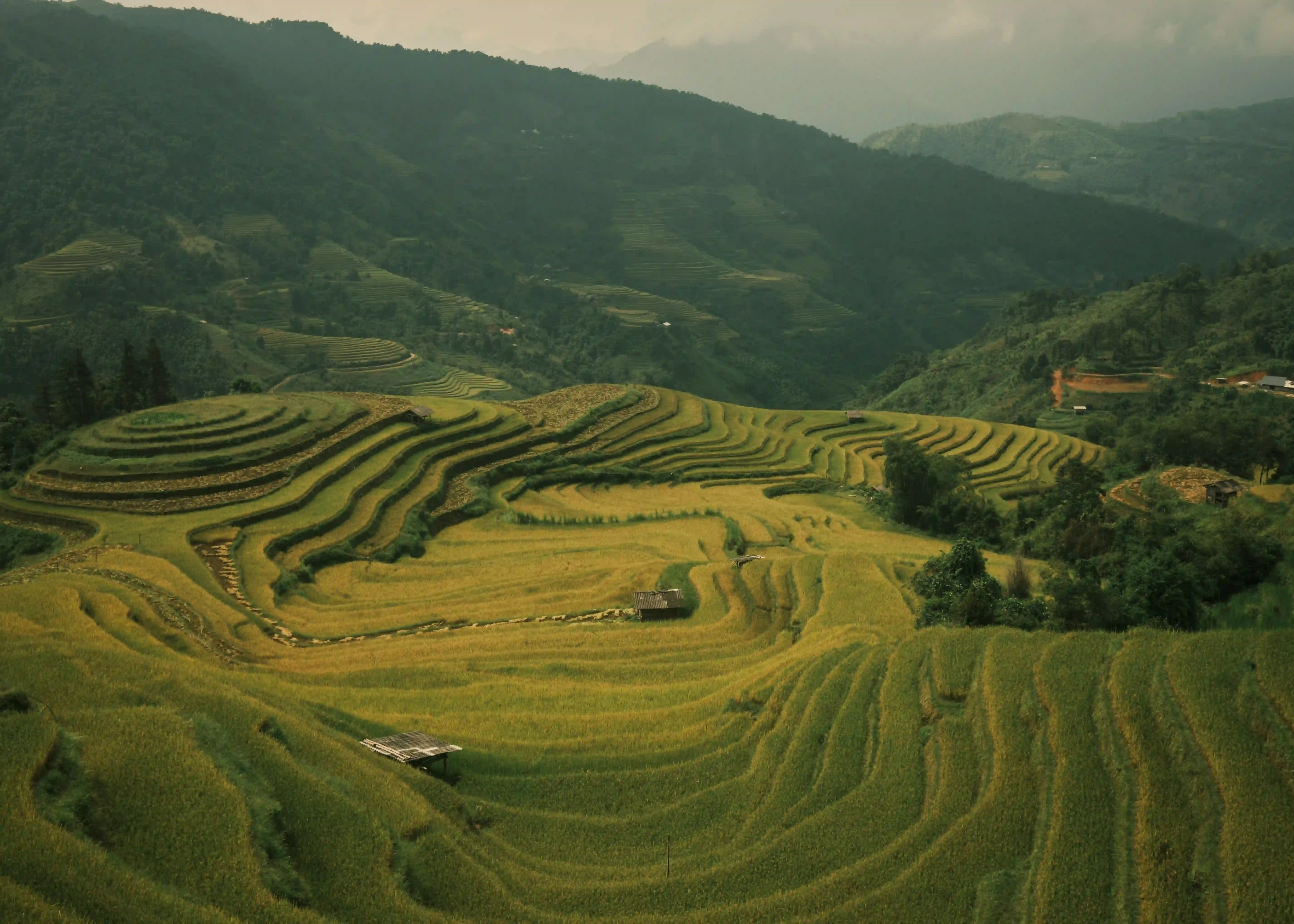 Golden rice terraces against limestone mountains